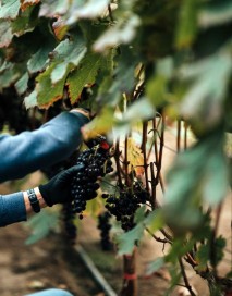 Hands cutting grapes in the vines
