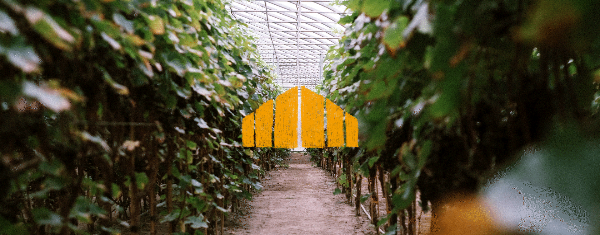 Mountain-shaped yellow graphic element over a picture of the vines